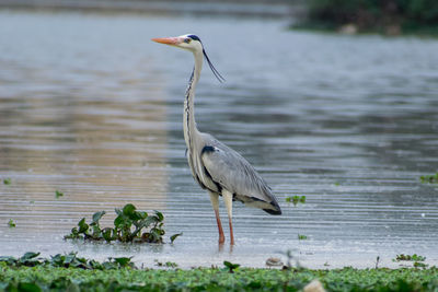 High angle view of gray heron on lake