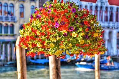 Close-up of multi colored flower plant