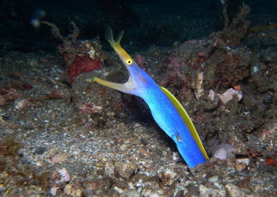 Close-up of fish swimming in sea