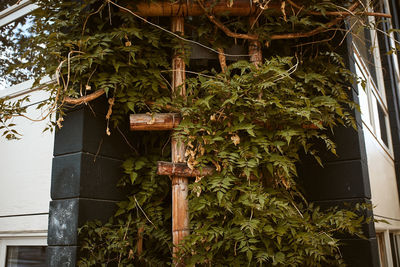 Low angle view of potted plant hanging on tree