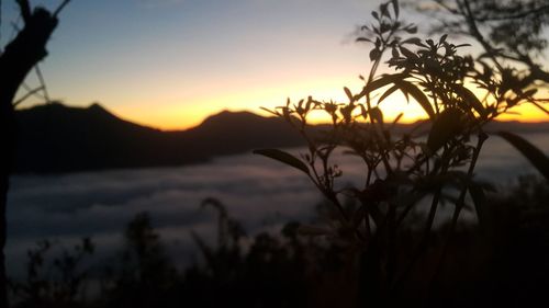 Close-up of silhouette plants against sky during sunset
