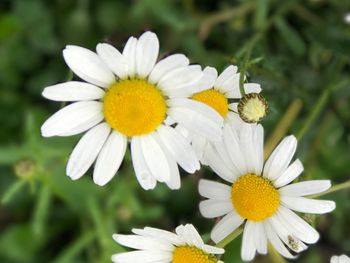 Close-up of white flowers blooming outdoors