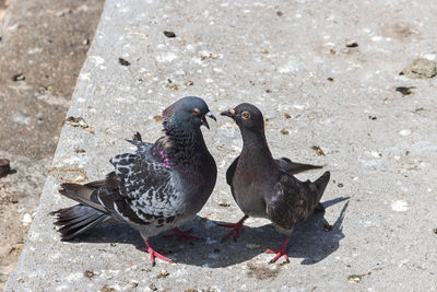 High angle view of pigeons perching on ground