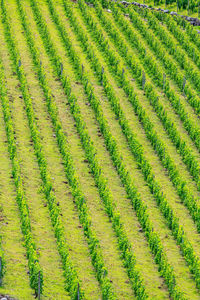 Full frame shot of agricultural field