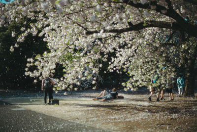 People on flower tree