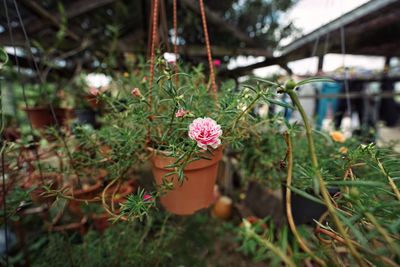 Close-up of pink flowering plants