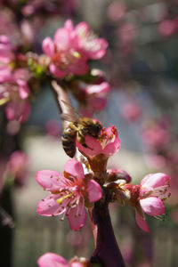 Close-up of bee on pink flowers