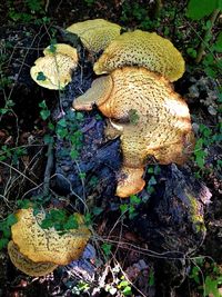 High angle view of mushrooms growing on field