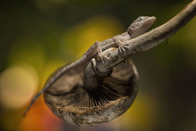 Close-up of a reptile against blurred background