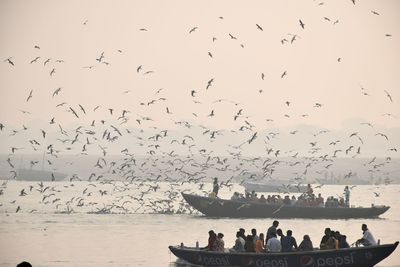 Flock of birds flying over sea