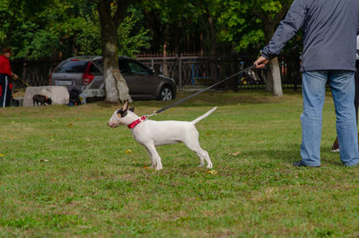 Dog standing in a park