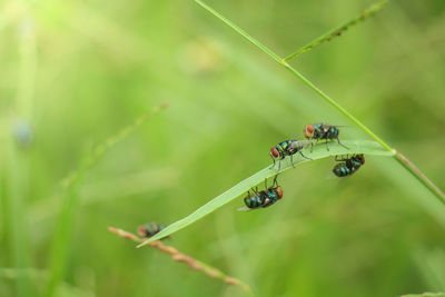 Close-up of insect on plant