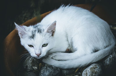 Close-up portrait of a cat