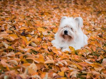 Close-up of dog on fallen leaves during autumn