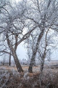 Bare trees on snow covered field against sky