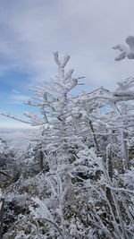 Snow covered plants against sky