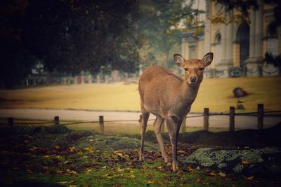 Portrait of deer standing on land