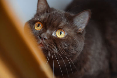 Close-up portrait of a cat