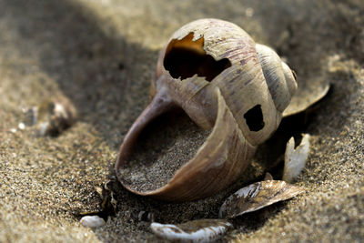 Broken shell on the beach near river drava.