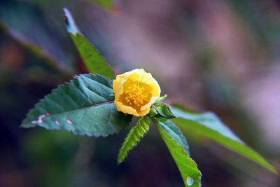 Close-up of yellow flowering plant