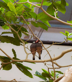 View of a bird perching on tree