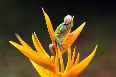 Close-up of yellow flower on plant