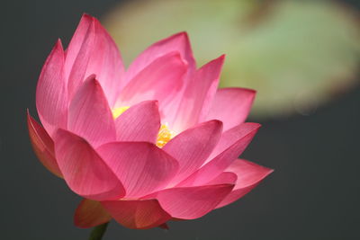 A blooming lotus flower in the pond