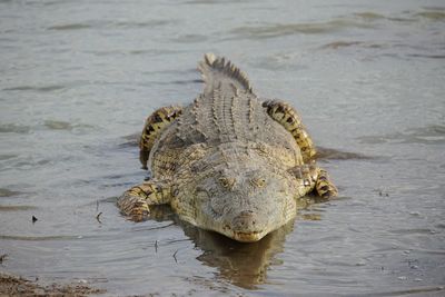 High angle view of crocodile in lake