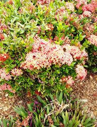 Close-up of plants