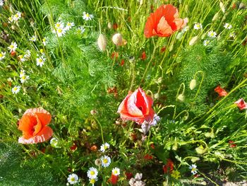 Poppy flowers blooming on field