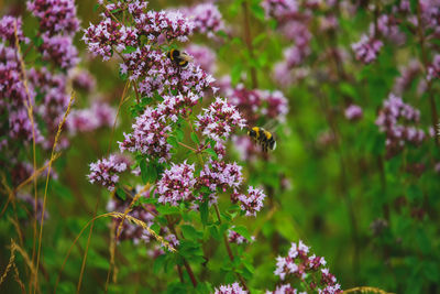 Close-up of bee pollinating on pink flower