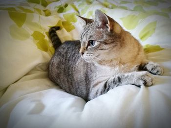 Cat relaxing on bed at home