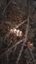 High angle view of bird nest on field