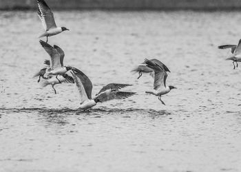 Seagulls flying over lake