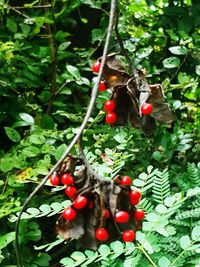 Close-up of cherries on tree