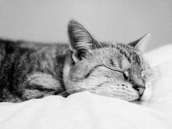 Close-up of cat resting on bed