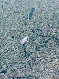 High angle view of ice floating on water