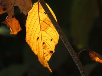 Close-up of dry leaf on plant during autumn