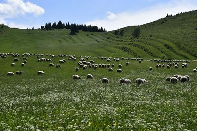 View of sheep on grassy field