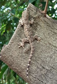 Close-up of lizard on tree trunk