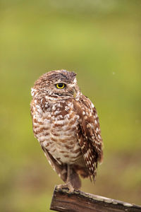 Adult burrowing owl athene cunicularia perched outside its burrow on marco island, florida