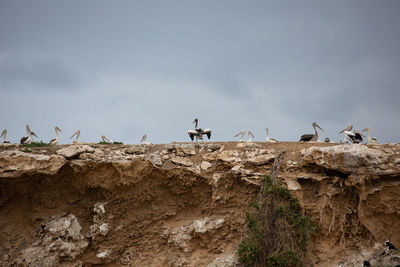 Low angle view of birds perching on rock against sky