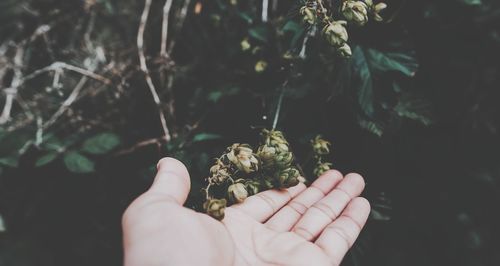 Close-up of hand holding plant