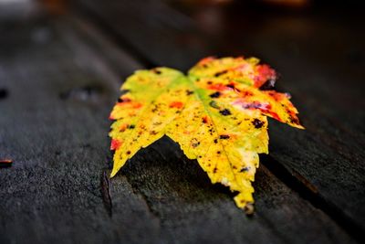 Close-up of yellow maple leaf on wood