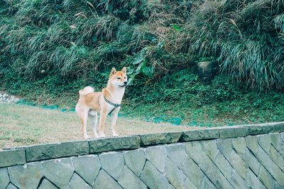 High angle view of dog standing by plants