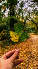 Beautiful vertical backgrounds with autumn leaves and greens.