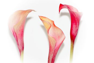 Close-up of pink flower over white background