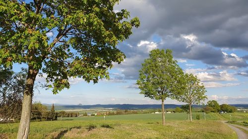 Trees on field against sky