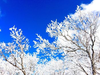 Low angle view of bare tree against blue sky