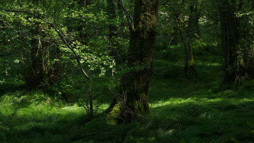 Trees in forest